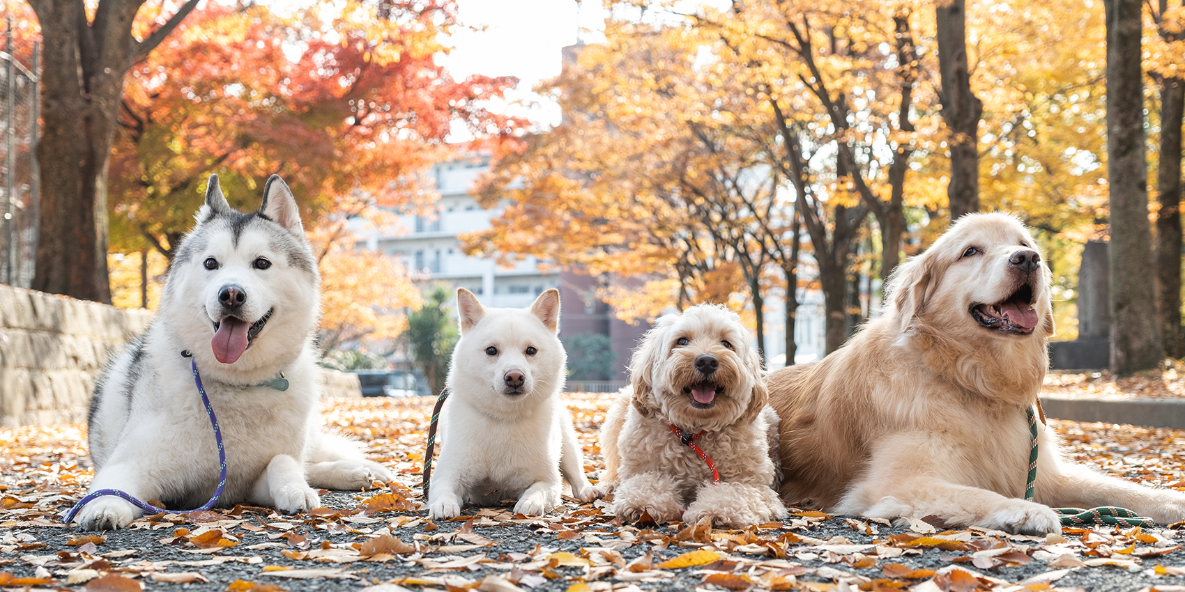 犬のしつけ・ペットホテル｜京都市山科区ギンガ