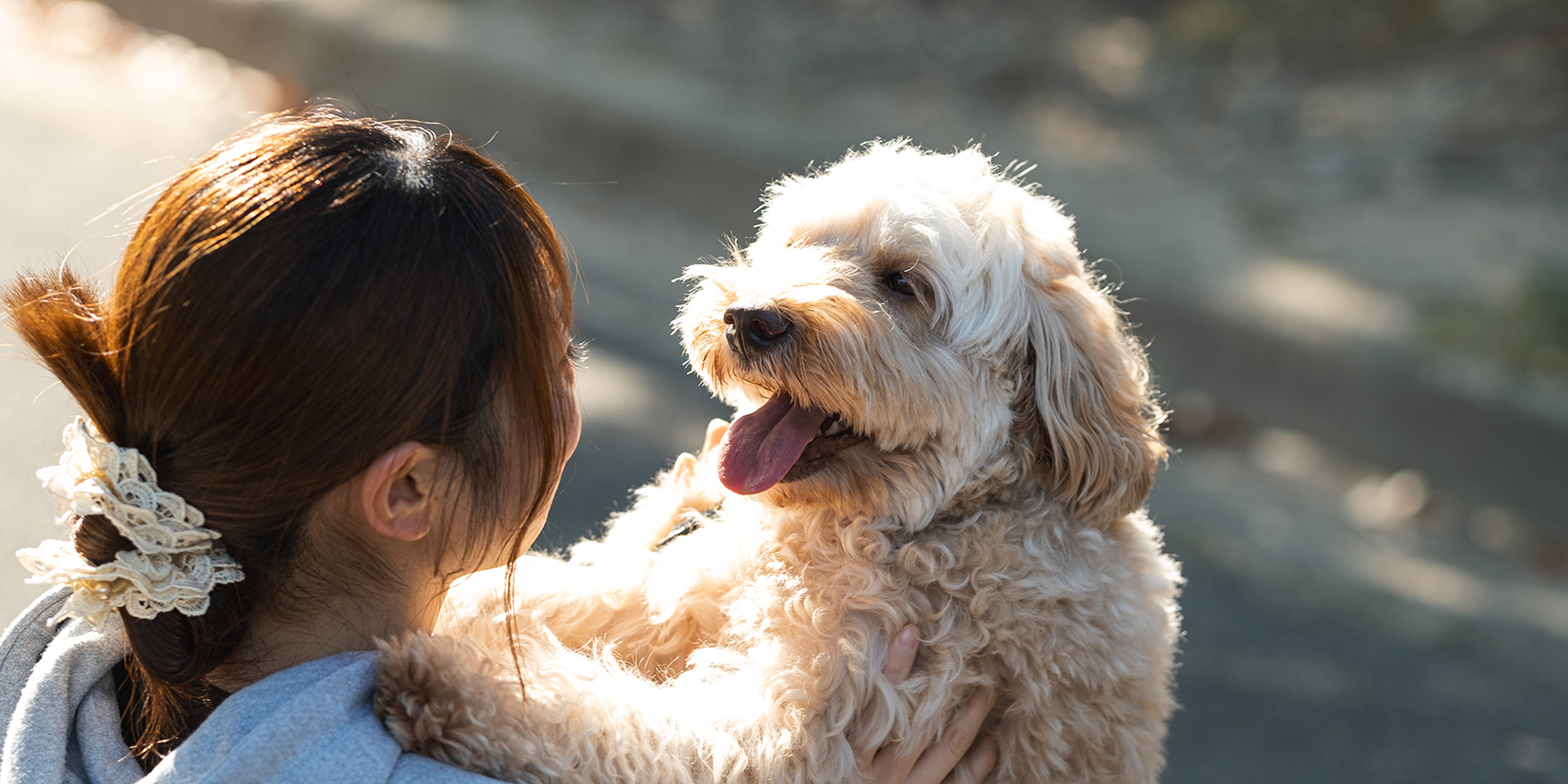 犬のしつけ訓練｜京都市山科区ギンガ