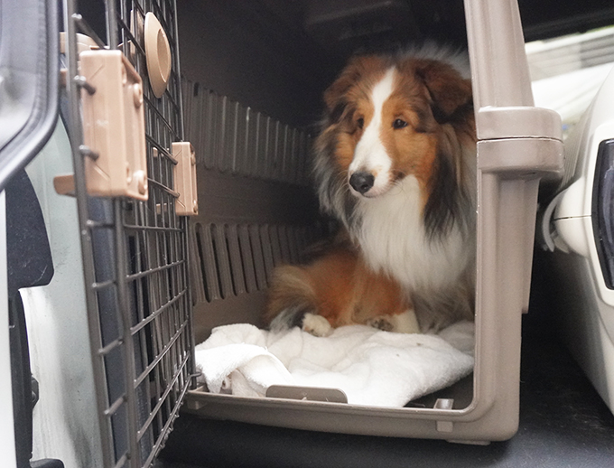 愛犬のしつけ送迎