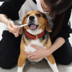 愛犬の歯磨き