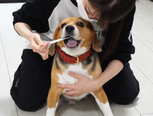 愛犬の歯磨き
