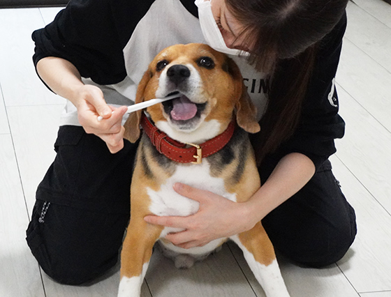 愛犬の歯磨き